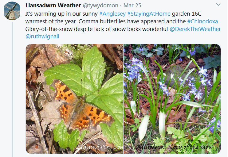 Tweet about comma butterfly and glory-of-the-snow in the garden ..